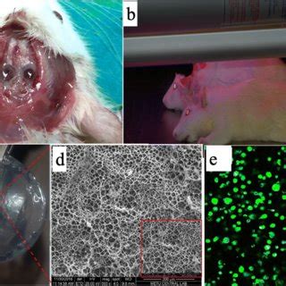 A Biparietal Critical Sized Calvarial Bone Defect Note That The