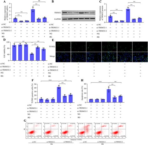 Effect Of Trim Inhibition On Hg Induced Podocyte Apoptosis Mpc