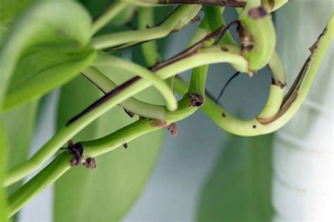 How And When To Prune Pothos Plants Gardeners Path