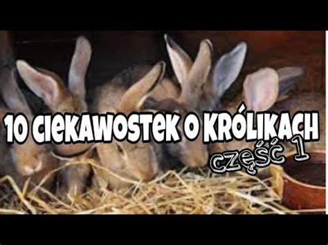 Ciekawostek O Kr Likach Terierkowo Youtube