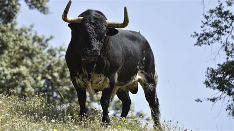 Los Toros De Gerardo Ortega En La Finca Los Llanos De Santa Olalla Del Cala