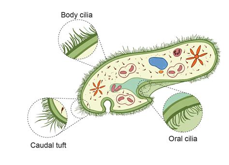 La Estructura De La C Lula De Paramecium Rs Ciencia Bodytech