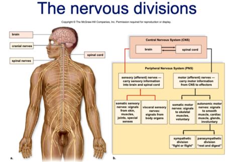 Nervous System Flashcards Quizlet