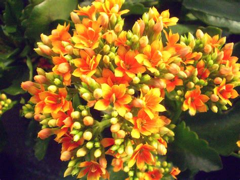 How To Care Your Plants Tips Tricks And Knowledge Kalanchoe