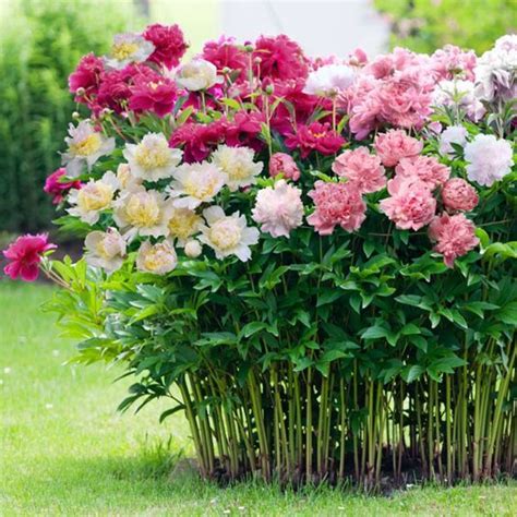 How To Grow Gorgeous Peonies Artofit