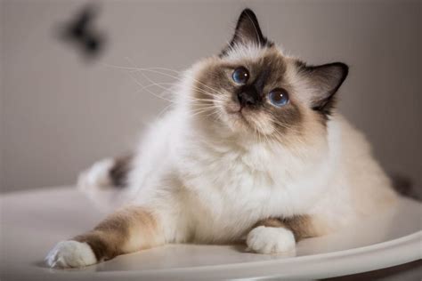 Birman Cat Breed Profile - Cat-World