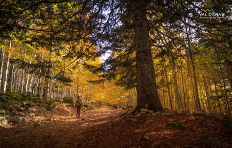 El Patronato De Turismo De Lleida Promueve Ba Os De Bosque Una