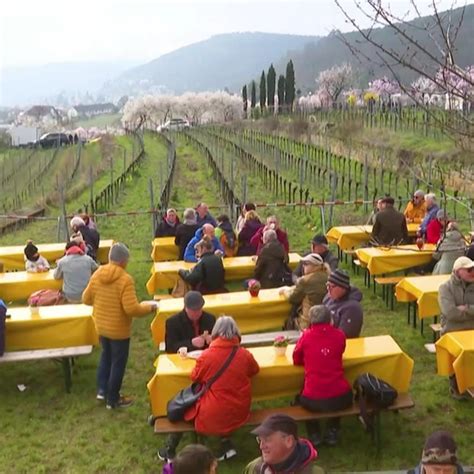 Erstes Weinfest der Pfalz Mandelblütenfest läutet Frühling ein SWR