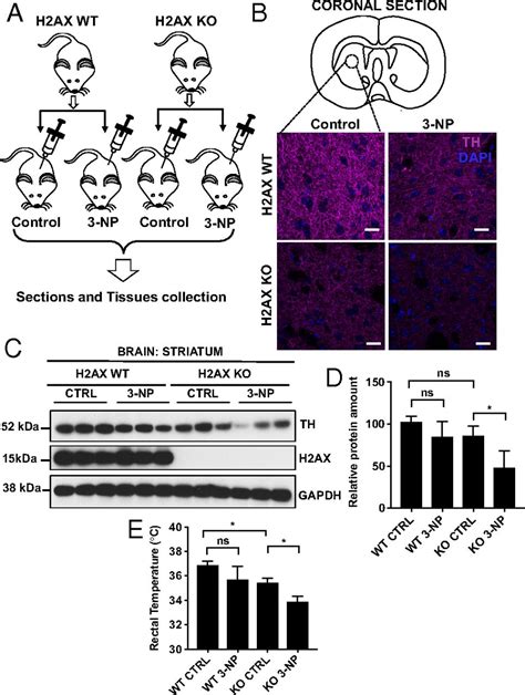 Histone H Ax Promotes Neuronal Health By Controlling Mitochondrial