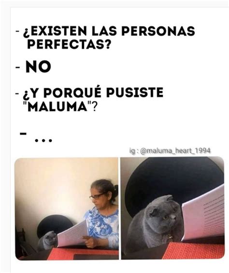 Los Memes Más Divertidos Del Gato Leyendo Que Es Regañado Por La