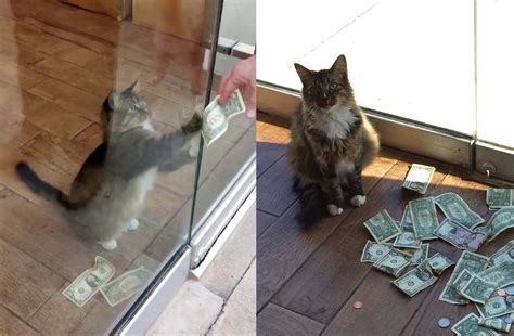 Cat kept bringing cash into the office and nobody had any idea how ...