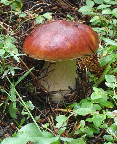 Habitat Home Colorado Mushrooms