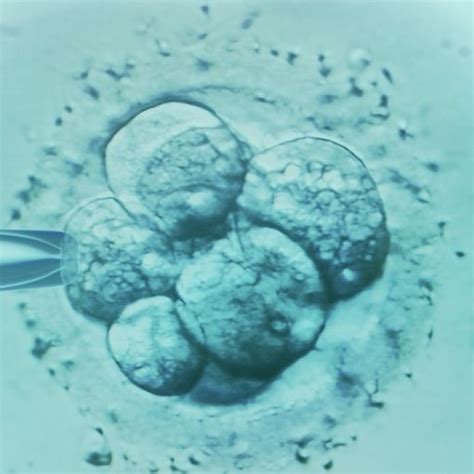 embryo form  implant