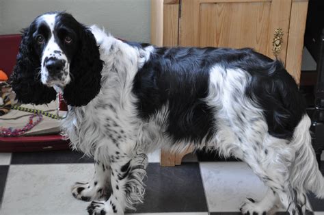 Dogtelligent English Springer Spaniel