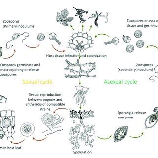 Life cycle of Plasmopara viticola, the causal agent of grapevine downy... | Download Scientific ...