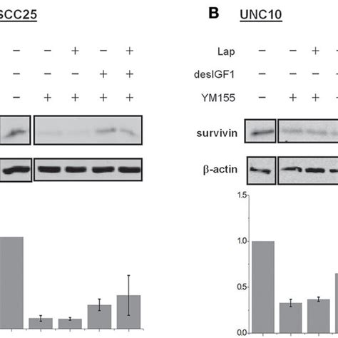 Ym155 Inhibits Survivin Expression And Reverses Igf 1 Induction Scc25