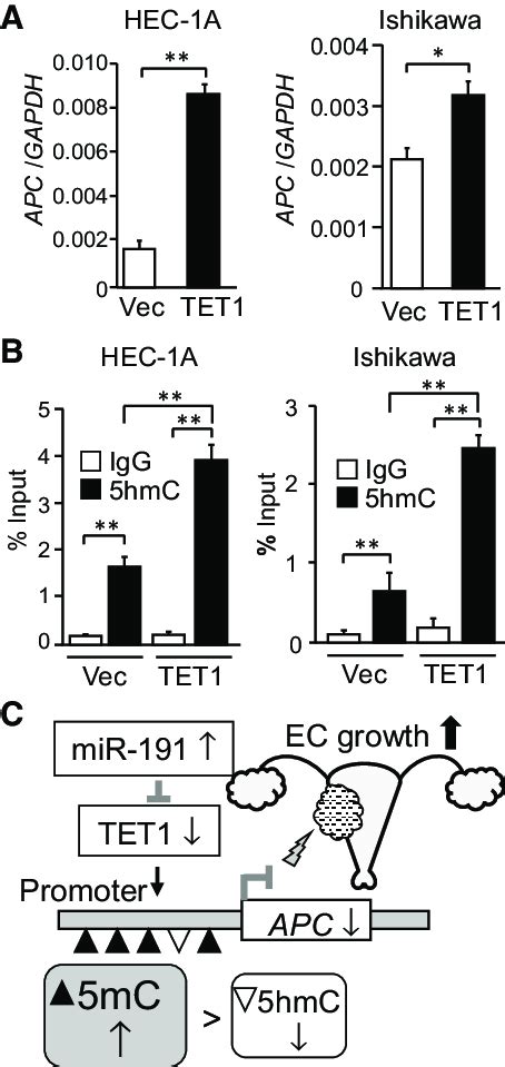 TET1 increases APC expression and 5-hydroxymethylcytosine (5hmC) levels ... 