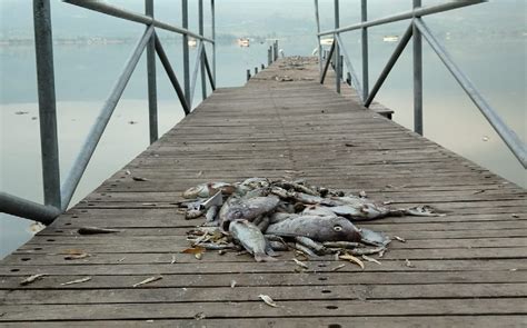 En Cajititlán pescadores se preocupan por aparición de peces muertos