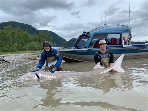 FRASER RIVER STURGEON FISHING REPORT – July 19, 2019