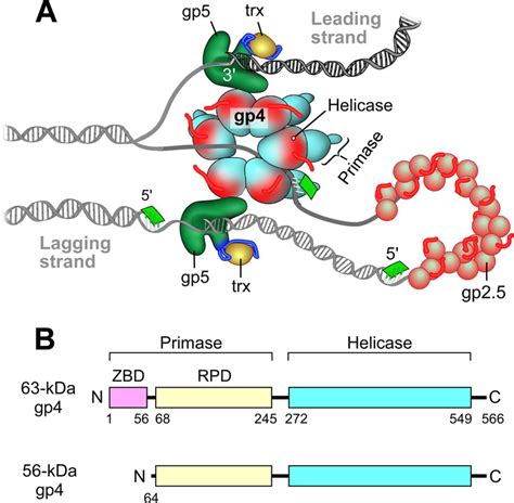 Heterohexamer Of 56 And 63 Kda Gene 4 Helicase Primase Of Bacteriophage T7 In Dna Replication