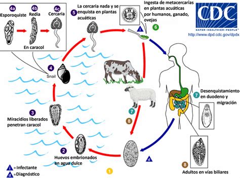 Balantidium 4 Blog De Parasitologia