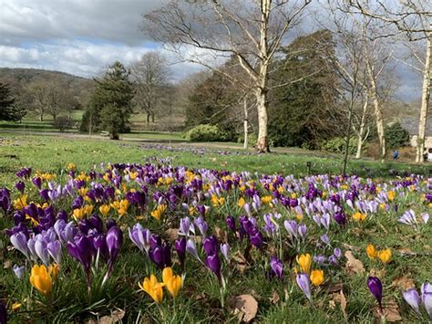 NT Dyffryn Gardens Gorgeous Spring Crocus LINDA D MORRIS Flickr