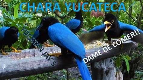 Chara Yucateca Yucatan Jay Cyanocorax Yucatanicus En El