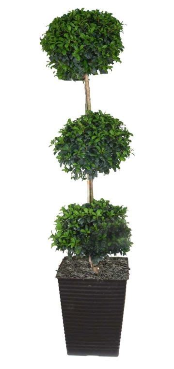 Best Eugenia Topiary Tree Artificial Leaves Bulk