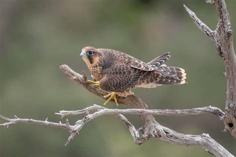 Juvenile Male Peregrine Falcon 1 Of 4 Juveniles Born To 1 … Flickr