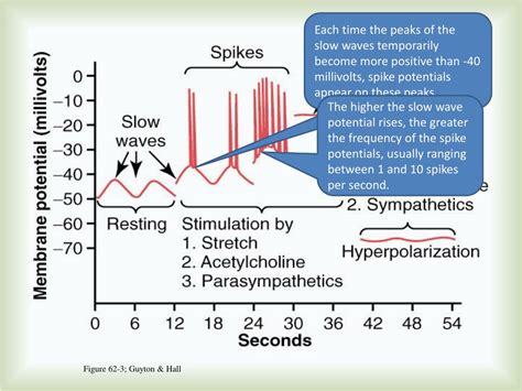 PPT Electrical Activity Of Gastrointestinal Smooth Muscle PowerPoint