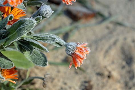 ᐅ Ringelblumen sind sie winterhart oder frostempfindlich