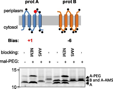 Stable Membrane Orientations Of Small Dual Topology Membrane Proteins