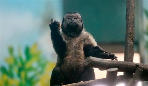 19 Year Old Monkey With A Human Face Has Very Relatable Problems With