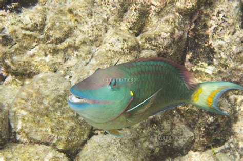 Stoplight Parrotfish Sparisoma viride BONAIRE N 32246015008 の写真素材