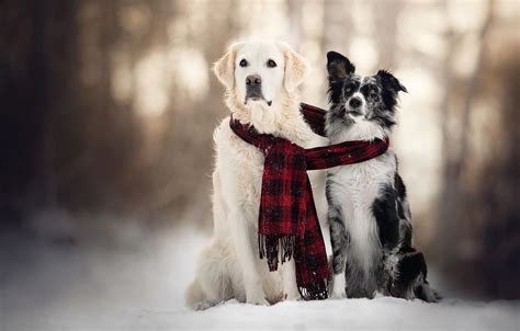 Winter Dogs Wallpapers - Wallpaper Cave