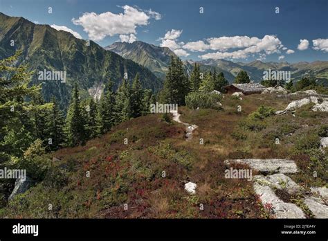 highland alpine vegetation  res stock photography  images alamy