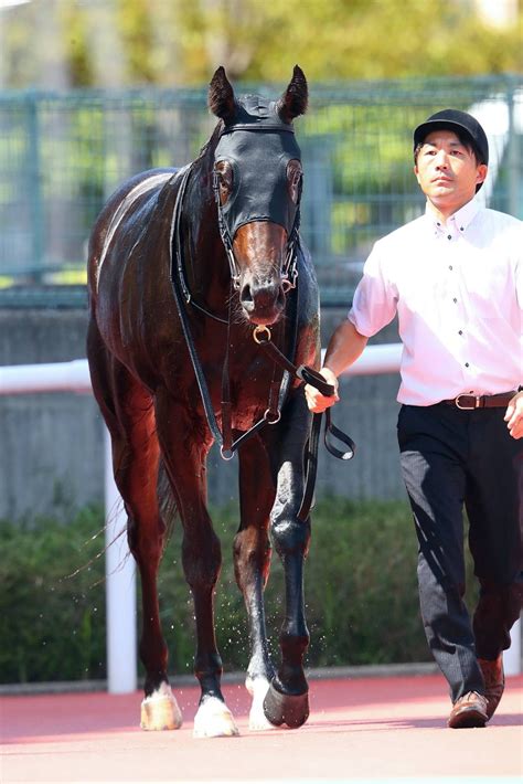 【新馬阪神4r】ソニックスターが3馬身半差の完勝 競馬ニュースなら競馬のおはなし