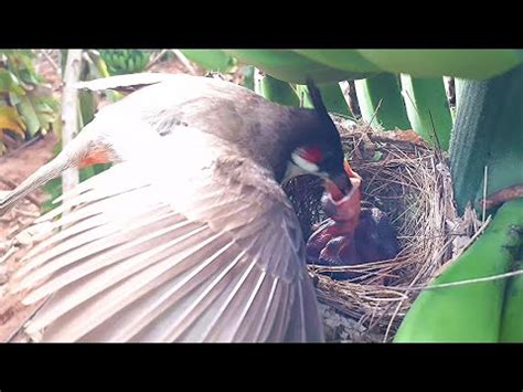 Mother Bird COVERing HER WING S On Baby Birds To Protect Them From