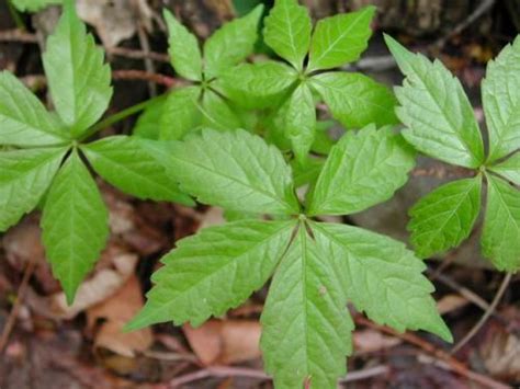 Virginia Creeper Parthenocissus Quinquefolia Poison Oak Pictures