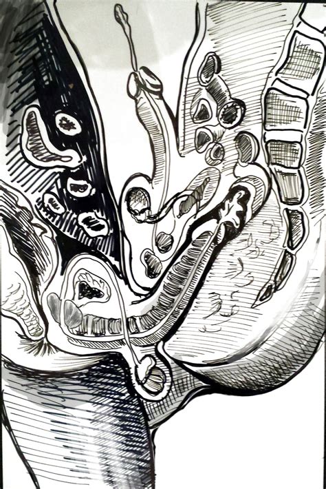 Shemale Sex Anatomy Drawings Xxx Porn