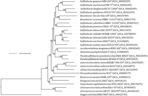 A Phylogenetic Tree Based On The Whole Genomes Of Ap Ma 4t And