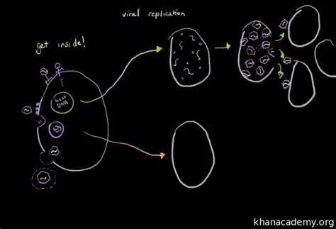 Lysogenic Cycle Animation