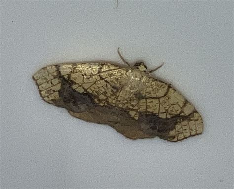 Horned Spanworm Moth From Penn Ave Apalachin NY On September 3 2023