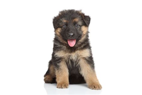 The Ultimate 7 Week Old German Shepherd Puppy Guide Shepherd Sense