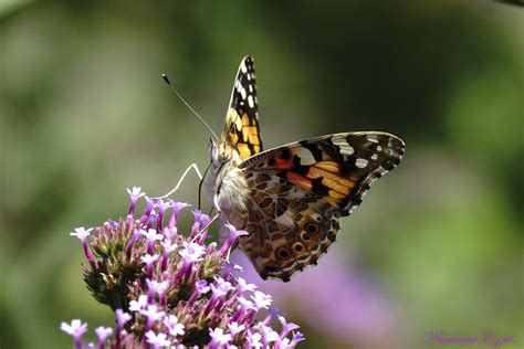 Belle Dame Vanessa Cardui Painted Lady Le Papillon Belle D Flickr