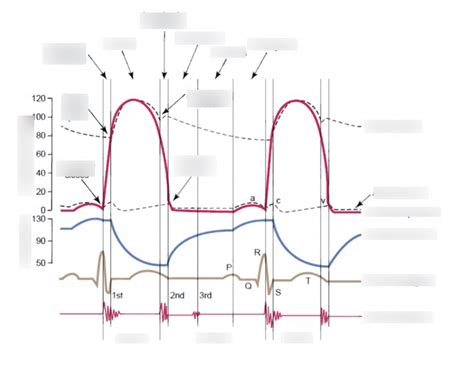 Cardiac Cycle Blank Diagram