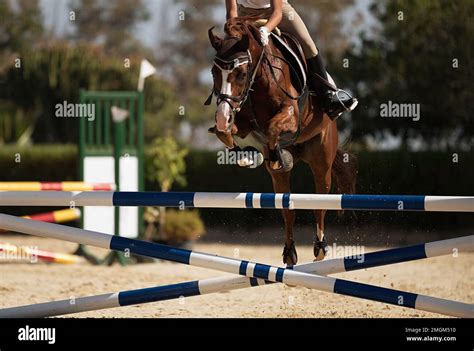 Jockey On Her Horse Leaping Over A Hurdle Jumping Over Hurdle On