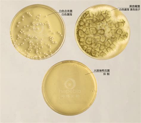 沙氏葡萄糖琼脂培养基 含氯霉素 USP标准 Sabouraud glucose Agar with Chloramphenicol 产品