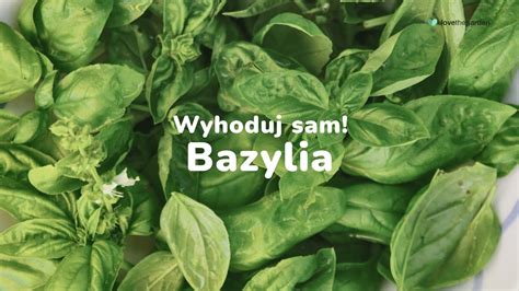 Wyhoduj Sam Bazylia YouTube