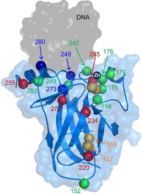 Zinc Shapes The Folding Landscape Of P53 And Establishes A Pathway For